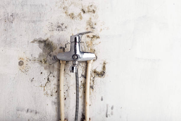 Professional Mold Removal in Pine Mountain, GA