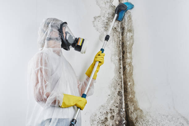 Best Same-Day Mold Removal  in Pine Mountain, GA