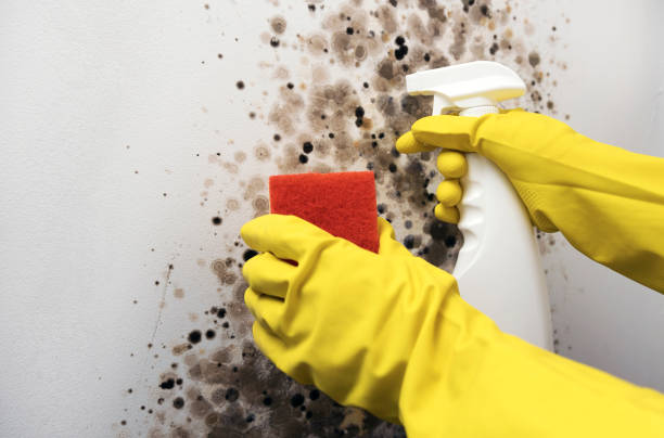 Mold Testing and Removal in Pine Mountain, GA