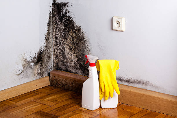 Best Commercial Mold Removal  in Pine Mountain, GA