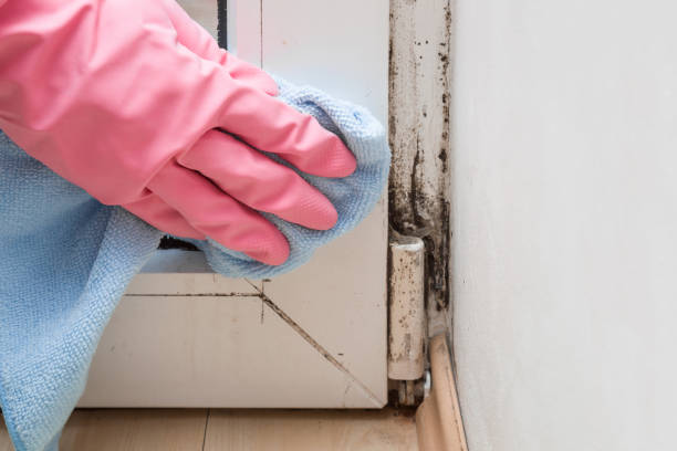 Best Local Mold Removal Service  in Pine Mountain, GA