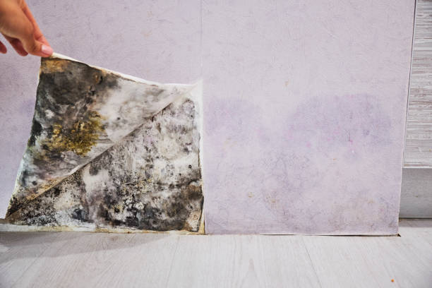 Mold Removal and Inspection in Pine Mountain, GA